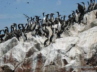 paracas 014